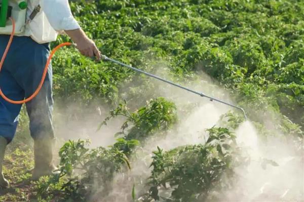 独角仙幼虫是不是地老虎,独角仙幼虫不是地老虎