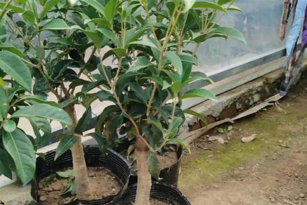 桂花树出现大量枯枝怎么处理，及时剪去枯枝