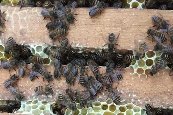 蜜蜂如何过冬，进入冬季前会储存大量蜂蜜