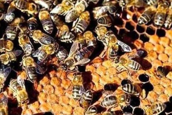 蜜蜂如何过冬，进入冬季前会储存大量蜂蜜