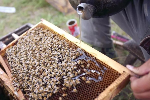 蜜蜂如何过冬，进入冬季前会储存大量蜂蜜