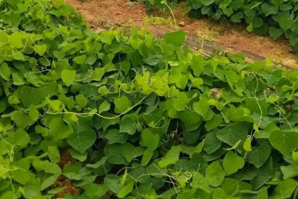 防己简介，别称汉防己、白木香等