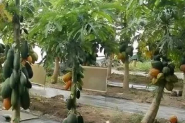 番木瓜根腐病如何防治，要防止积水与连作