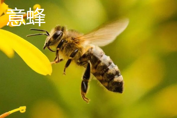中蜂几脾过冬安全，因蜂种而异