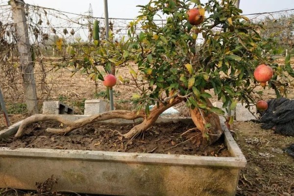 石榴花的换盆注意事项，可在春季或秋季进行