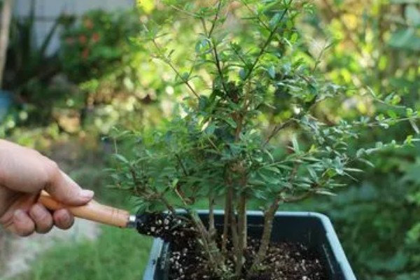 石榴花的换盆注意事项，可在春季或秋季进行