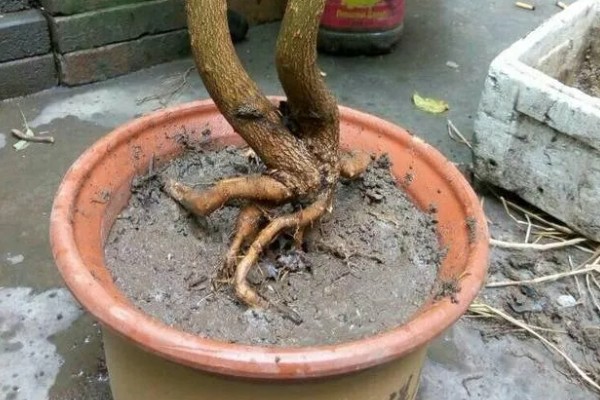 石榴花的换盆注意事项，可在春季或秋季进行