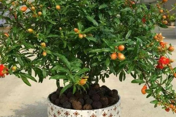 石榴花的换盆注意事项，可在春季或秋季进行