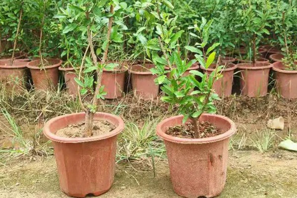 石榴花的换盆注意事项，可在春季或秋季进行