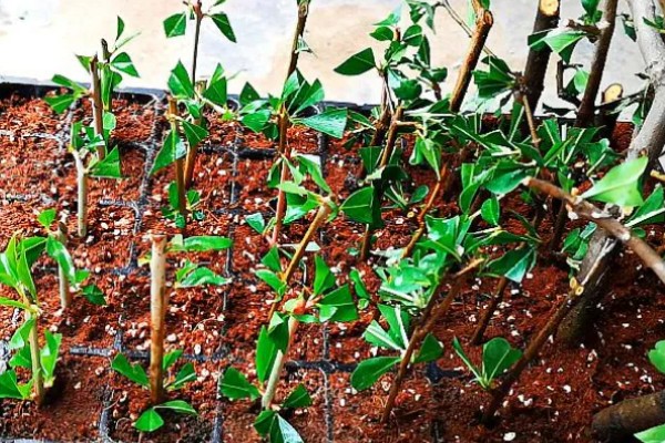 石榴花的换盆注意事项，可在春季或秋季进行