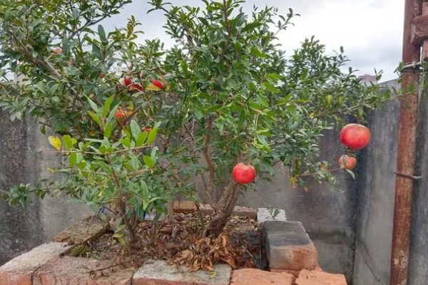 石榴花的换盆注意事项，可在春季或秋季进行