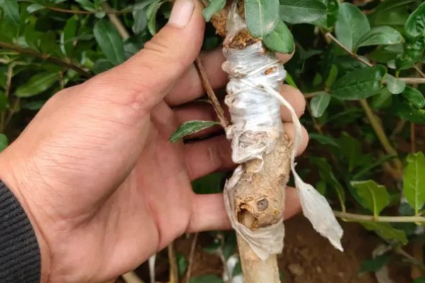 石榴花的换盆注意事项，可在春季或秋季进行