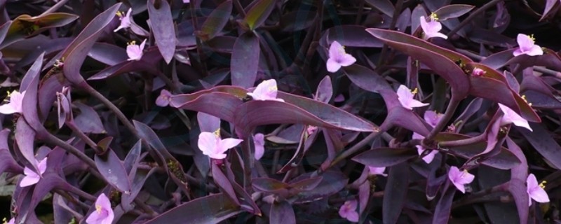 紫鸭跖草能水培吗,紫鸭跖草可以水培