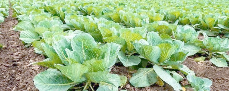 蔬菜轮种有哪些好处，可以减轻植物病害