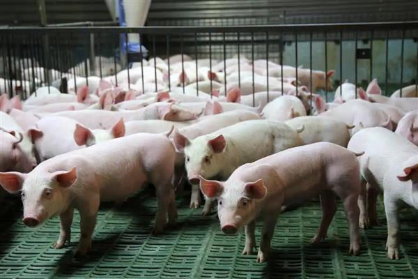 仔猪越来越瘦背露骨的原因,可能是疾病导致的