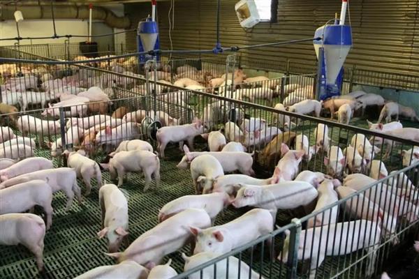 仔猪越来越瘦背露骨的原因,可能是疾病导致的