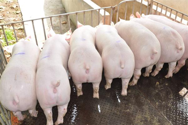 仔猪越来越瘦背露骨的原因,可能是疾病导致的