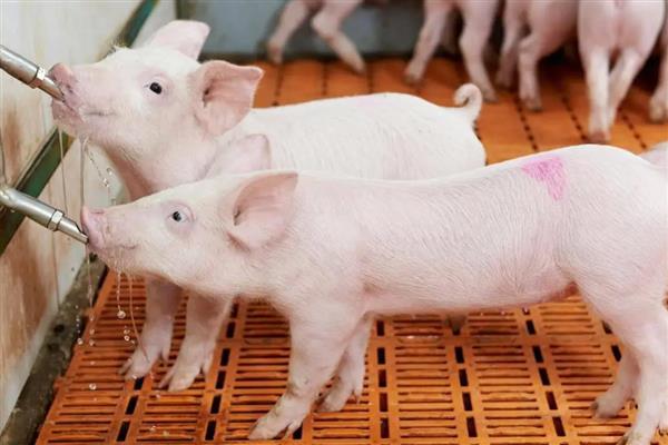 仔猪越来越瘦背露骨的原因,可能是疾病导致的