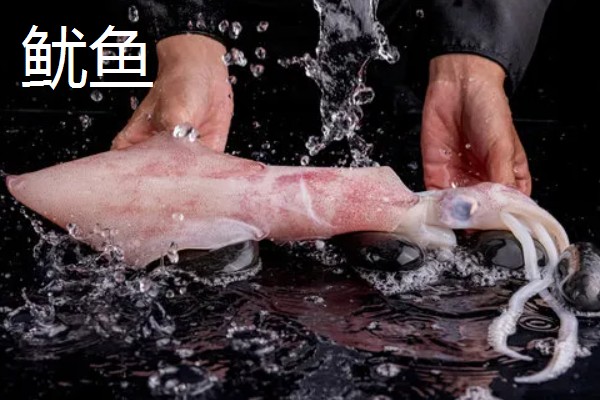 鱿鱼属于鱼类吗，鱿鱼不属于鱼类