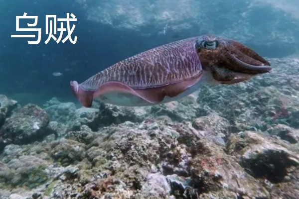 鱿鱼属于鱼类吗，鱿鱼不属于鱼类