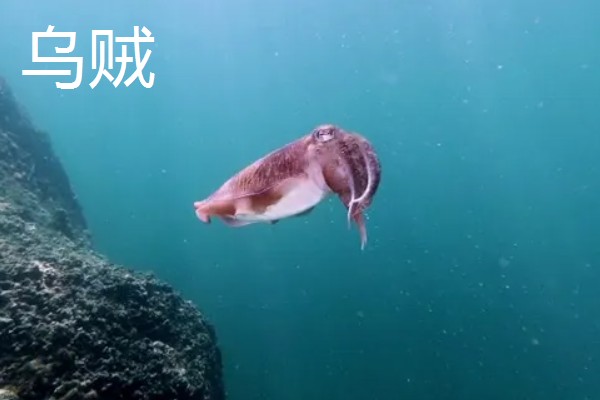 鱿鱼属于鱼类吗，鱿鱼不属于鱼类