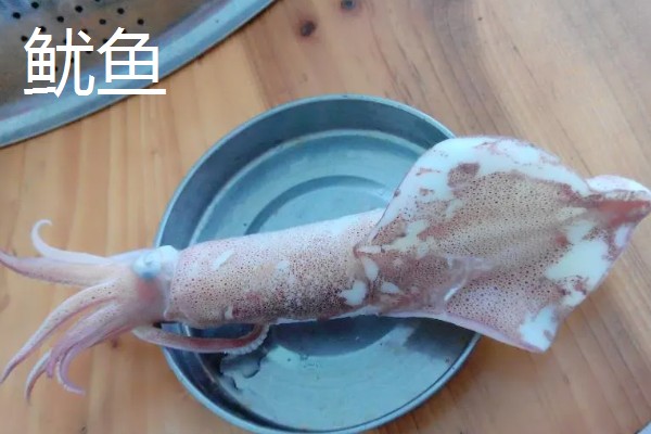 鱿鱼属于鱼类吗，鱿鱼不属于鱼类