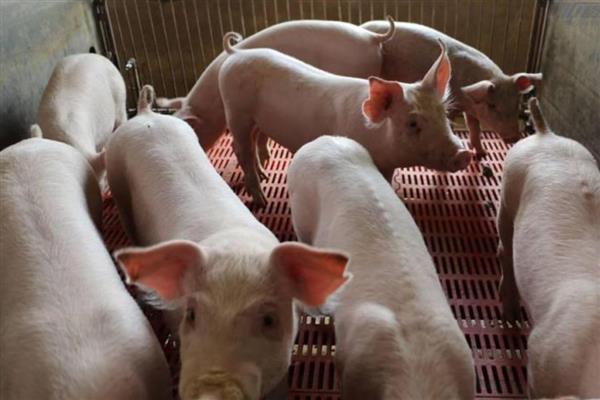 仔猪越来越瘦背露骨的原因,可能是疾病导致的