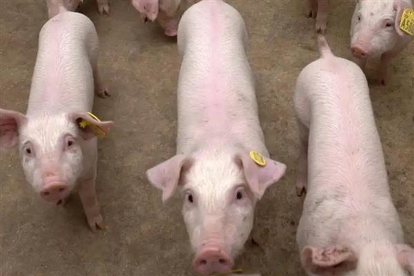 仔猪越来越瘦背露骨的原因,可能是疾病导致的