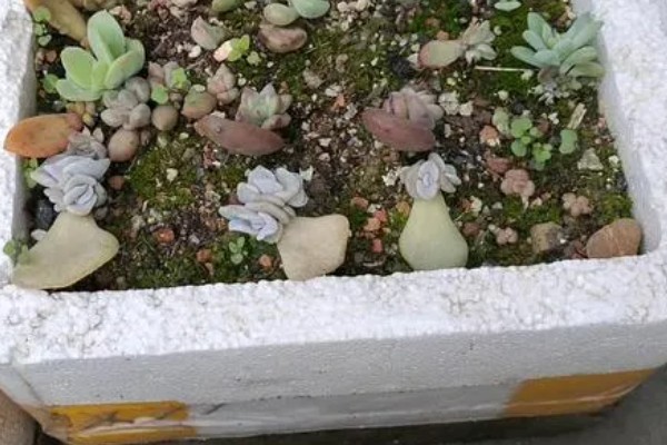 多肉放泡沫箱里过冬行不行,可以在泡沫箱中过冬