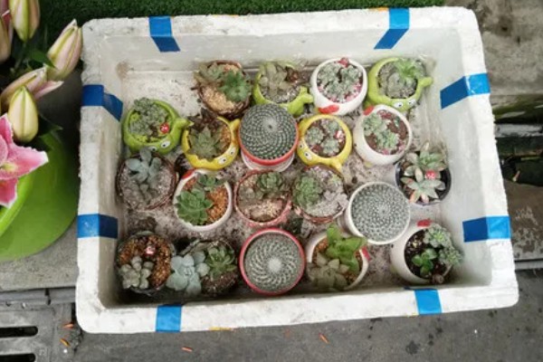 多肉放泡沫箱里过冬行不行,可以在泡沫箱中过冬