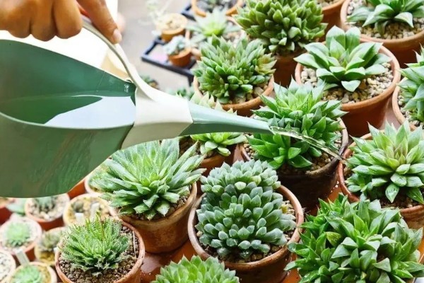 多肉放泡沫箱里过冬行不行,可以在泡沫箱中过冬