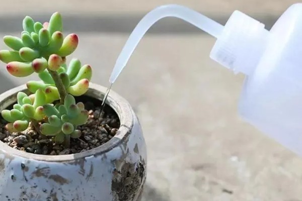 多肉放泡沫箱里过冬行不行,可以在泡沫箱中过冬