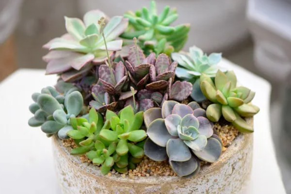 多肉放泡沫箱里过冬行不行,可以在泡沫箱中过冬