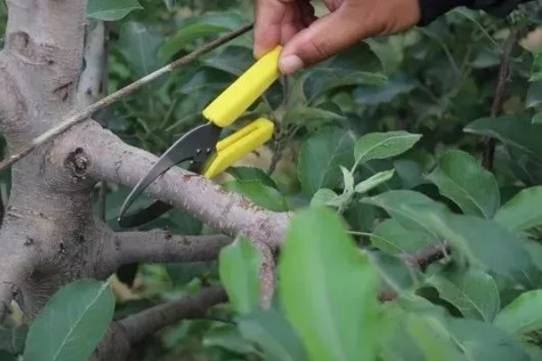 苹果树如何修剪，花前时期进行疏剪处理