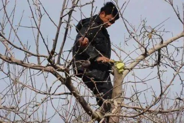 苹果树如何修剪，花前时期进行疏剪处理