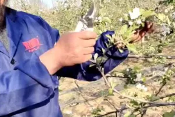 苹果树如何修剪，花前时期进行疏剪处理