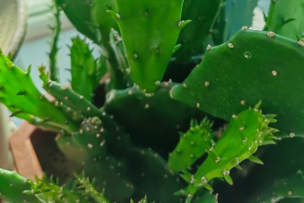 仙人掌的叶变成了叶刺的原因,生长的环境过于干旱所致