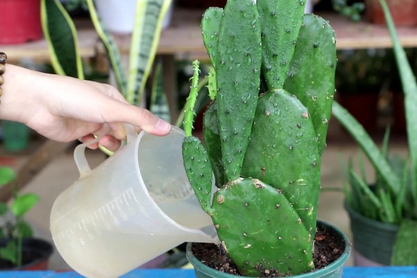 仙人掌的叶变成了叶刺的原因,生长的环境过于干旱所致