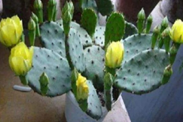 仙人掌的叶变成了叶刺的原因,生长的环境过于干旱所致