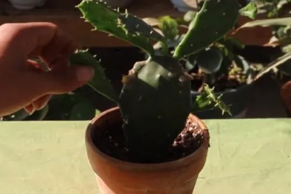 仙人掌的叶变成了叶刺的原因,生长的环境过于干旱所致