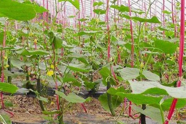 蔬菜轮种有哪些好处，可以减轻植物病害