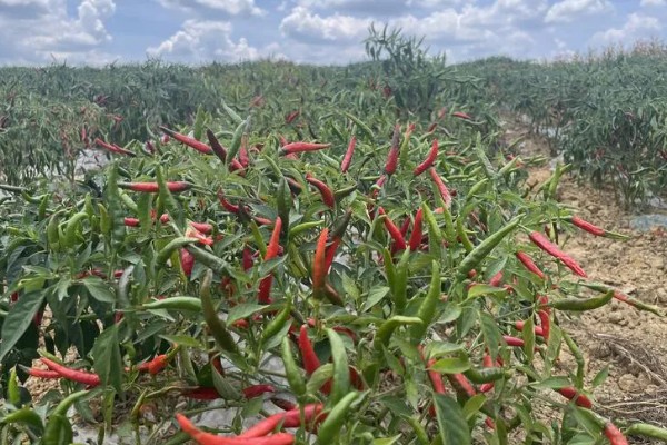 蔬菜轮种有哪些好处，可以减轻植物病害