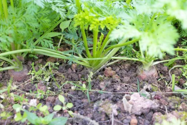 蔬菜轮种有哪些好处，可以减轻植物病害