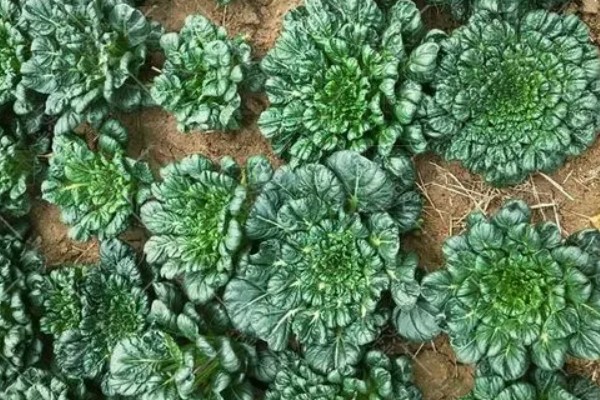 蔬菜轮种有哪些好处，可以减轻植物病害