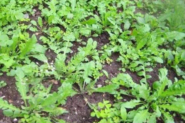 蔬菜轮种有哪些好处，可以减轻植物病害