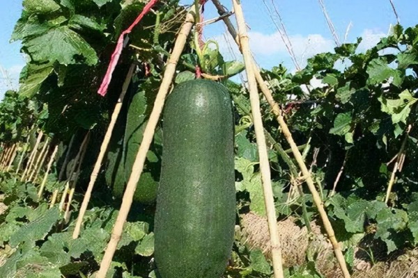 蔬菜轮种有哪些好处，可以减轻植物病害