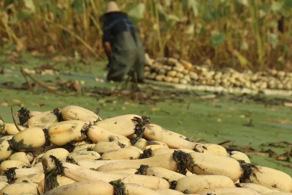 蔬菜轮种有哪些好处，可以减轻植物病害