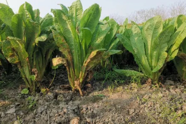 蔬菜轮种有哪些好处，可以减轻植物病害