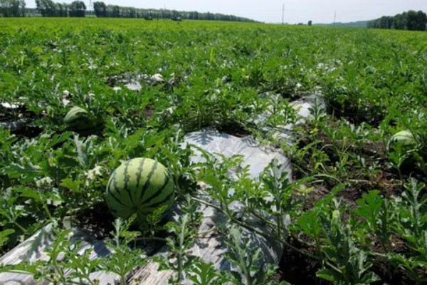 蔬菜轮种有哪些好处，可以减轻植物病害