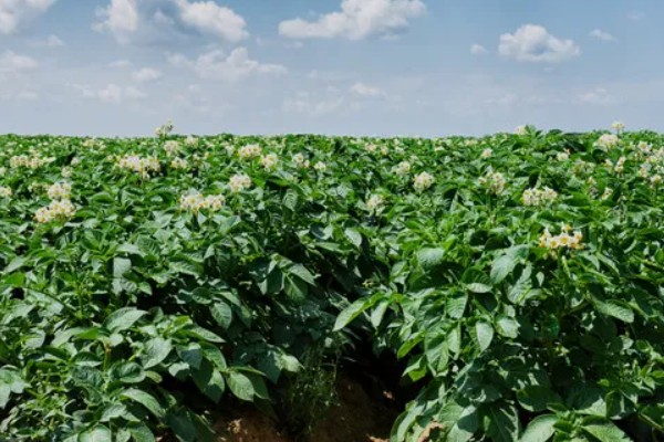 蔬菜轮种有哪些好处，可以减轻植物病害